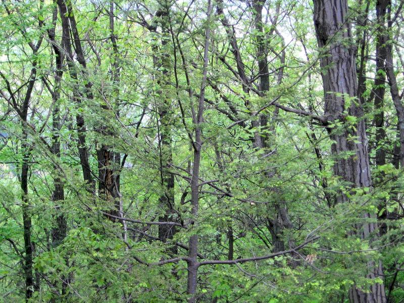 Stay Out of the Woods